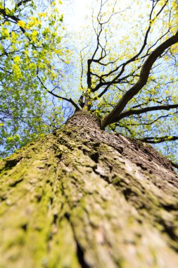 Ağaç / gövde doku