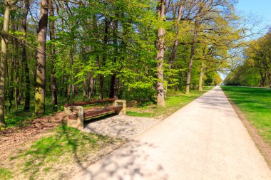 Baharın yeşil ormanında yol