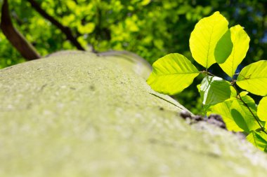 Ağaç / gövde doku