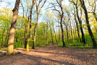 ormanda yürüyüş yolu 