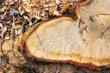 ağaç kütüğünün dokusu