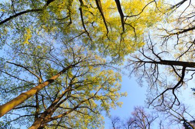 Uzun boylu ağaçlar görüntülendi?