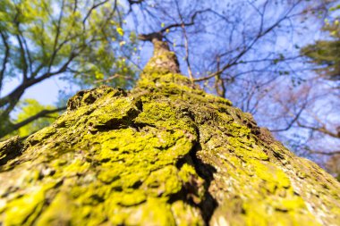 Ağaç / gövde doku