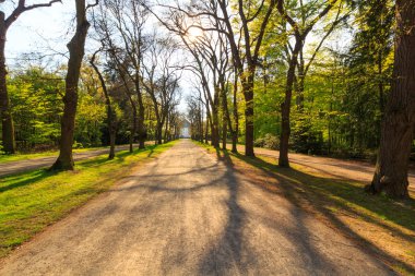 ormanda yürüyüş yolu 