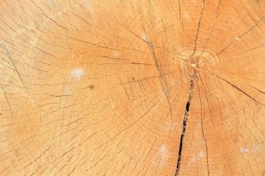 ağaç kütüğünün dokusu