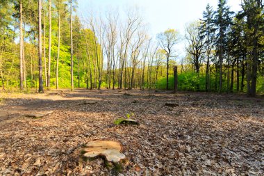 çam ağaçları kesmek