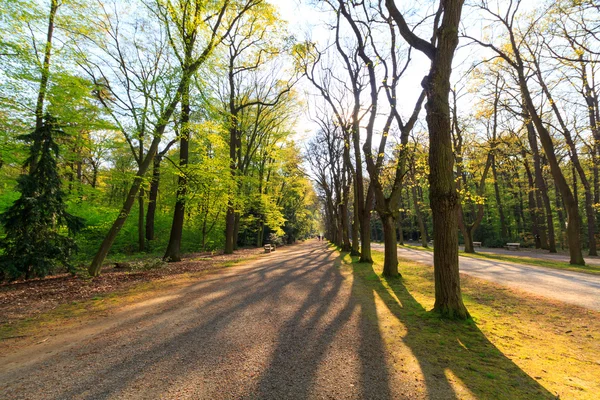 Pěší cesta v lese — Stock fotografie