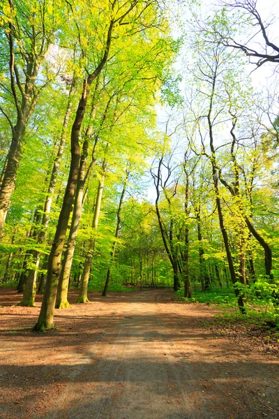 Walking path in forest 