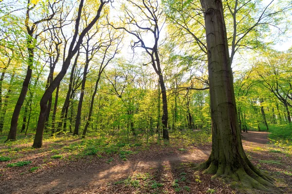 Pěší cesta v lese — Stock fotografie