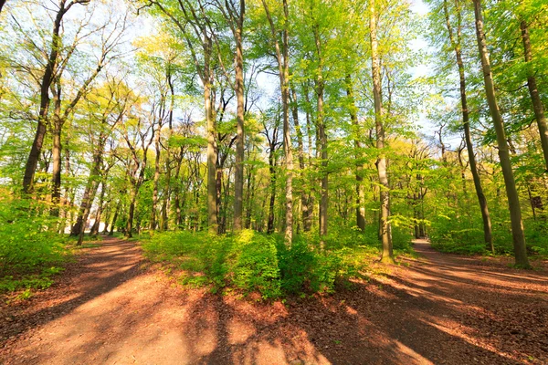 Pěší cesta v lese — Stock fotografie