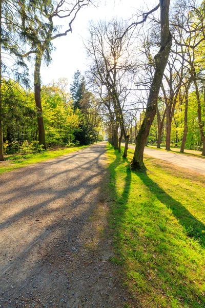 Pěší cesta v lese — Stock fotografie