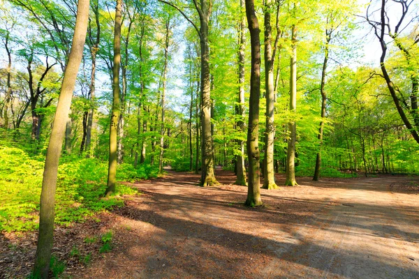 Sentier pédestre en forêt — Photo