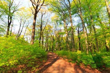 ormanda yürüyüş yolu 