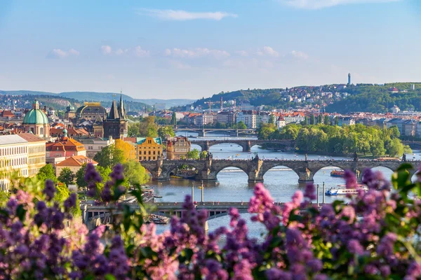 Blühender Fliederbusch — Stockfoto