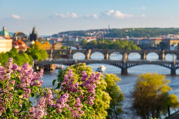 Blühender Fliederbusch — Stockfoto