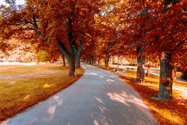 Barevné listí v podzimním parku — Stock fotografie