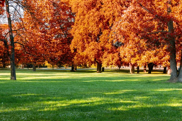 Fogliame colorato nel parco autunnale — Foto Stock