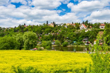 Sarı alan kolza tohumu