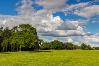 Yeşil çayır ve orman Park