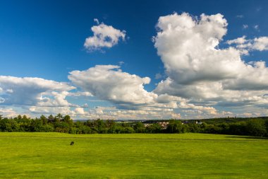 Yeşil çayır ve orman Park