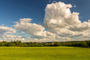 Yeşil çayır ve orman Park