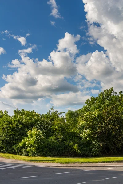 Venkovní zelený park — Stock fotografie