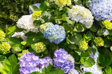 Ortanca çiçek, tropikal Botanik Bahçesi