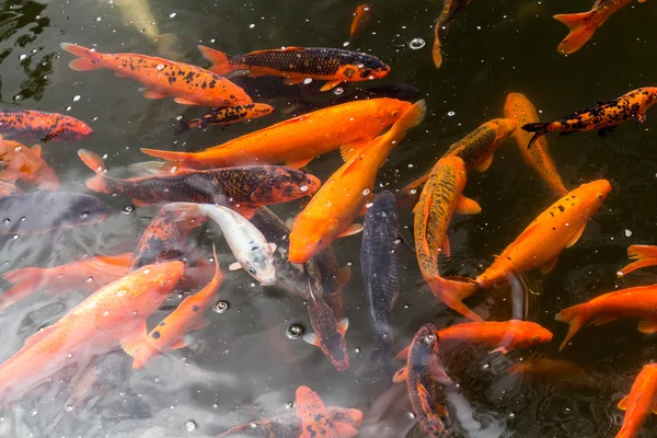 Koi balık Carps