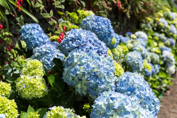 Hydrangea bloemen, tropical Botanical Garden — Stockfoto