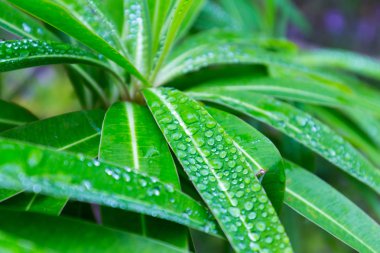 Su damlalı yeşil yapraklar