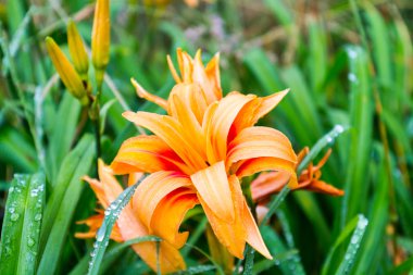 Turuncu Çiçek su damla yağmur, yakın çekim, seçici odak ile