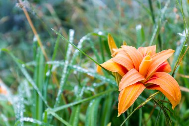 Turuncu Çiçek su damla yağmur, yakın çekim, seçici odak ile