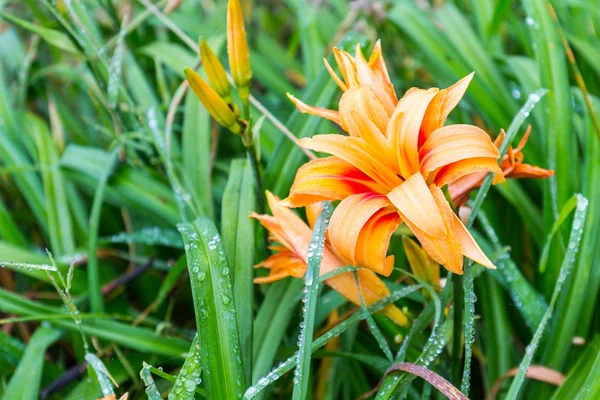 Turuncu Çiçek su damla yağmur, yakın çekim, seçici odak ile