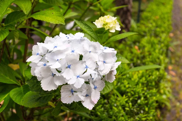 Hydrangea bloemen, tropical Botanical Garden — Stockfoto