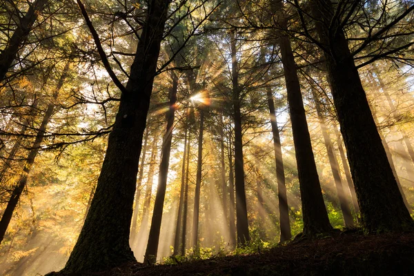 Beautiful mystical forest — Stock Photo, Image