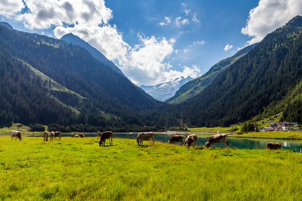 Krávy na pastvě v Alpách — Stock fotografie