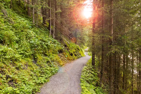 Ormanda yürüyüş yolu — Stok fotoğraf