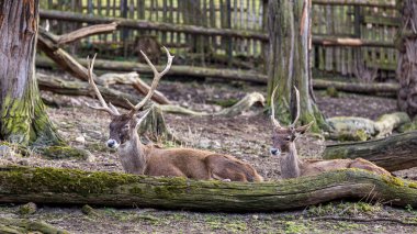 Dağ keçisi kayalık kayalıklara tırmanıyor. Doğal ortamda Vahşi Dağ Keçisi.
