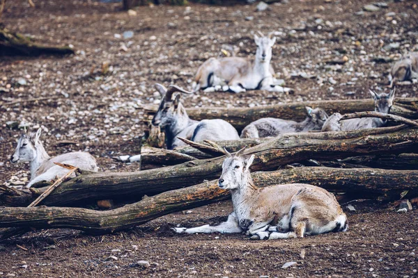 Bode Montanha Sobe Penhasco Rochoso Cabra Montanha Selvagem Ambiente Natural — Fotografia de Stock