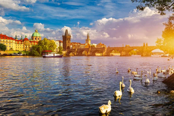 Pohled Pražský Karlův Most Vltavy Labuť Řece Labutě Plavou Řece — Stock fotografie