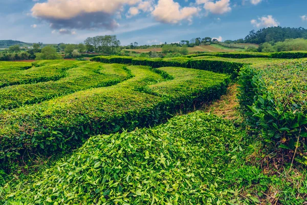 Tea plantation in Porto Formoso. Amazing landscape of outstanding natural beauty. Azores, Portugal Europe. Tea plantation on the north coast of Sao Miguel Island in the Azores, Portugal.