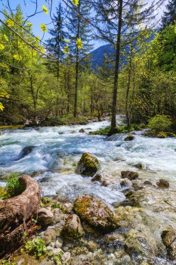 Savica şelalesinden gelen soğuk dağ deresi, Bohinj Gölü yakınlarındaki Sava nehri, Slovenya Alpleri, Slovenya. Sava Bohinjka Slovenya 'nın kuzeybatısındaki Sava Nehri' nin bir akarsudur..
