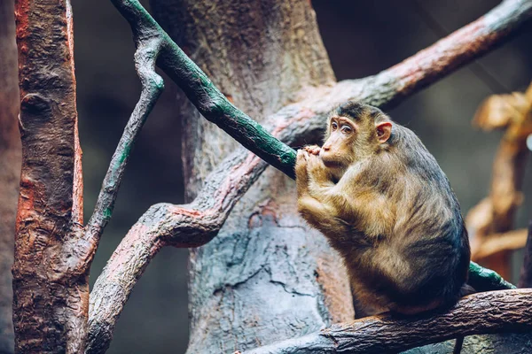 Makak Południowogonowy Makak Słoneczny Warkoczykiem Lub Makak Świnką Sunda Zoo — Zdjęcie stockowe