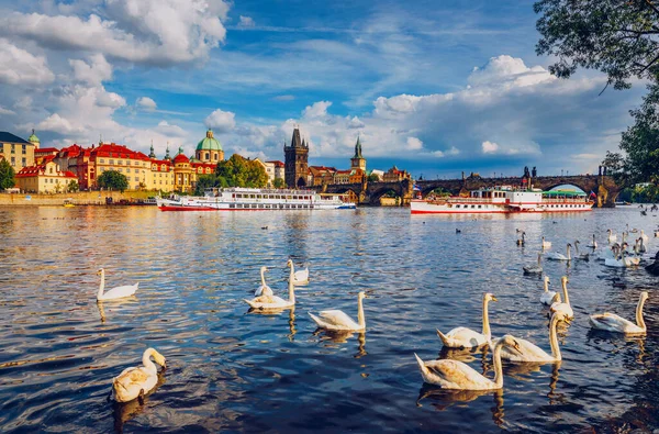 Veduta Del Ponte Carlo Praga Vicino Fiume Moldava Cigno Sul — Foto Stock