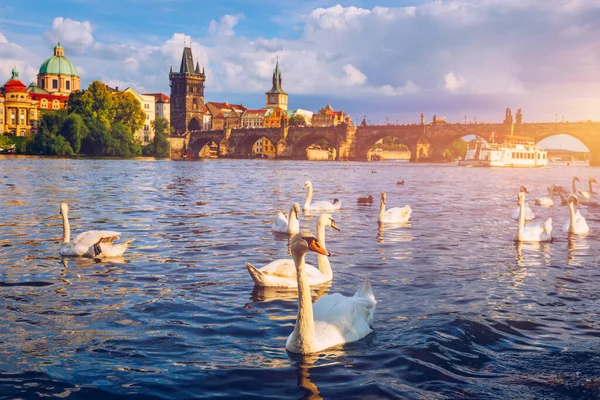 Vista Del Puente Charles Praga Cerca Del Río Moldava Cisne — Foto de Stock