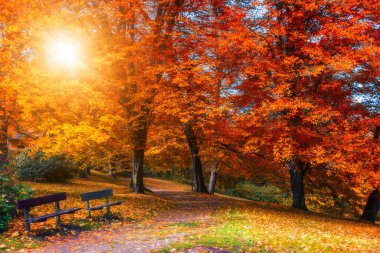Golden autumn scene in a park, with falling leaves, the sun shining through the trees and blue sky. Colorful foliage in the park, falling leaves natural background clipart