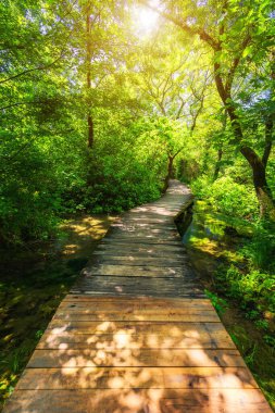 Krka ulusal parkının derin yeşil ormandaki ahşap patikası. Krka Ulusal Parkı, Hırvatistan, Avrupa 'nın renkli yaz manzarası. Krka ulusal parkı şelaleleri yakınlarındaki sık ormandan geçen ahşap yol..
