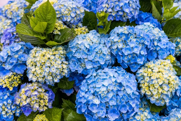 Blauwe Witte Hortensia Azoren Azoren Portugal Blauwe Hortensia Van Azoren — Stockfoto