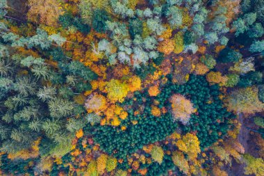 Yeşil ve sarı ağaçlı sonbahar ormanının yukarıdan görünüşü. Yaprak döken ve kozalaklı ormanların karışımı. Yukarıdan sonbahar ormanı. Renkli orman hava manzarası. Ormanda manzaralı sarı ağaçlar.