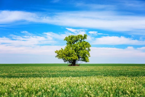 Baharda Mavi Gökyüzünün Altında Yapayalnız Bir Ağaç Olan Yeşil Alan — Stok fotoğraf